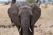 African Elephant