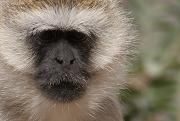 Black Faced Vervet Monkey
