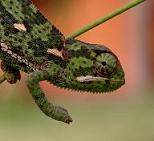 Chameleon