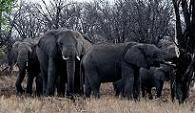 Elephant Herd