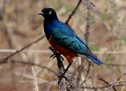 Superb Starling