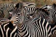 Zebra Mosaic