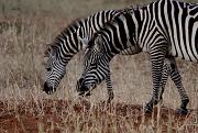 Zebra Pair